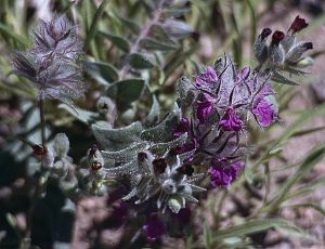 خواص چای کوهی