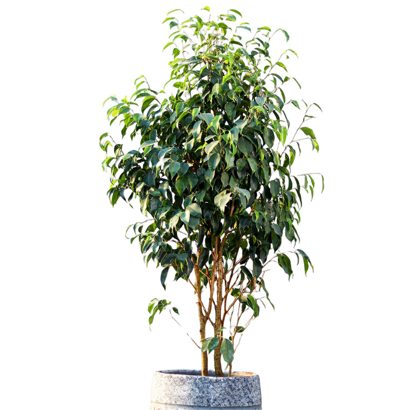 گیاه طبیعی درختچه بنجامین مدل 35